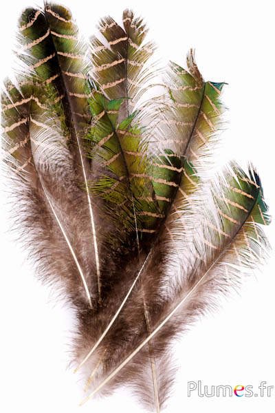 Pauw groen - 24-30 cm - groen-zwart-natuurlijk